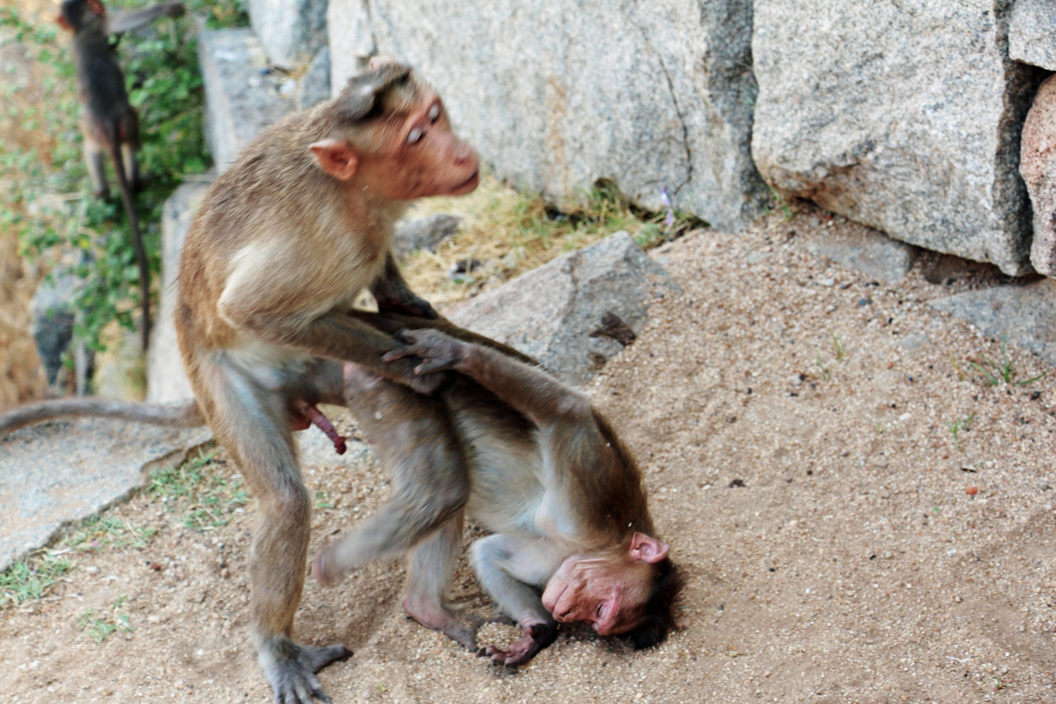 как обезьяна трахает человека фото 7